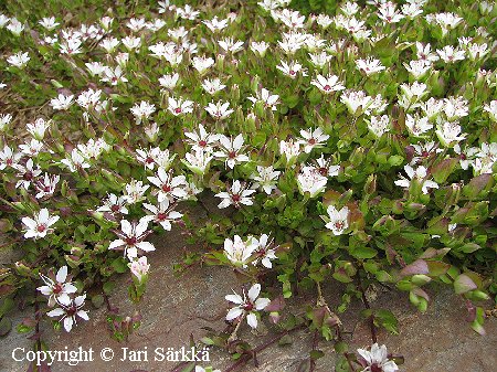 Wilhelmsia physodes